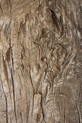 Image showing very old textured poplar piece of wood