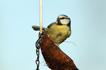 Image showing tit on fat feeder