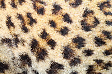 Image showing spots on real leopard fur