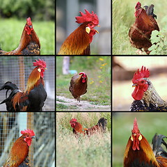 Image showing images of roosters