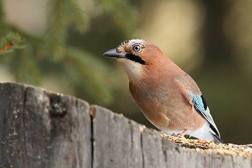 Image showing eurasian jay at a seed feeder