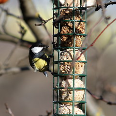 Image showing great tit foraging on  fat feeder