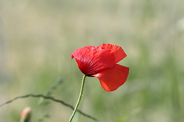 Image showing wild poppy in the wind