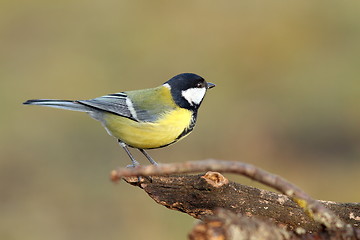 Image showing beautiful tiny bird in the garden