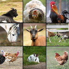 Image showing many farm animals together