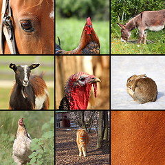 Image showing nine animals from the farm