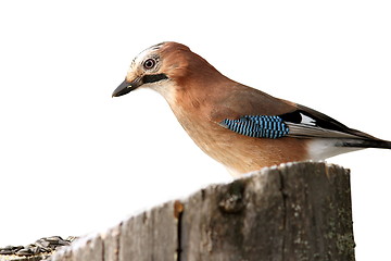 Image showing isolated garrulus glandarius on stump