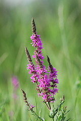 Image showing wild violet summer flower