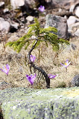 Image showing crocus sativus growing near a spruce