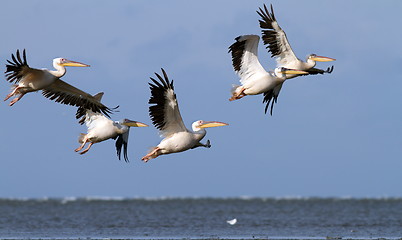 Image showing great pelicans in danube delta