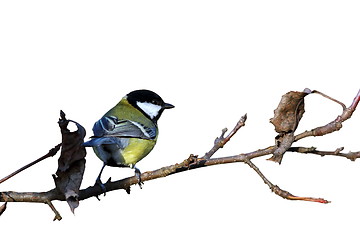 Image showing isolated great tit on twig