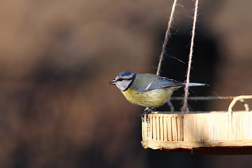 Image showing blue tit on a seed feeder