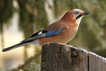 Image showing eurasian jay profile in the forest