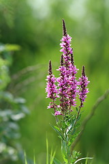 Image showing wild marsh violet flower