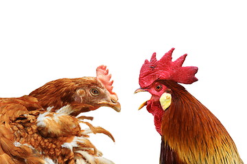 Image showing family metaphor with hen and rooster