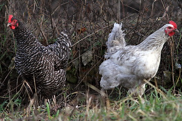 Image showing two funny hens