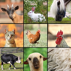 Image showing large collage with farm animals