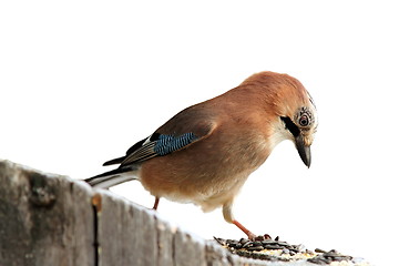 Image showing isolated eurasian jay at seeds