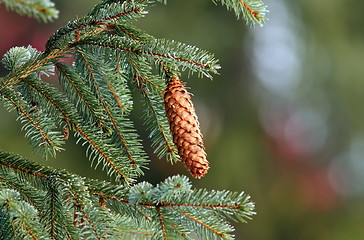 Image showing spruce cone up in the tree