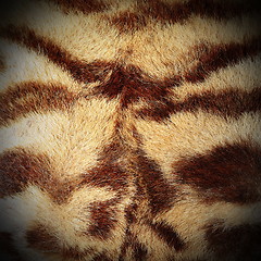 Image showing real tiger stripes