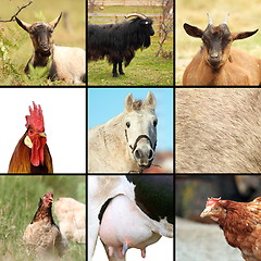 Image showing some animals from the farm