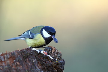 Image showing hungry great tit eating seed