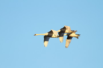 Image showing flock of mute swans flying