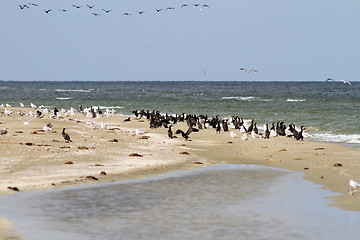 Image showing cormorant colony on the beach