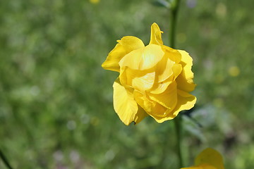 Image showing wild yellow globe-flower