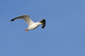 Image showing herring gull over blue sky