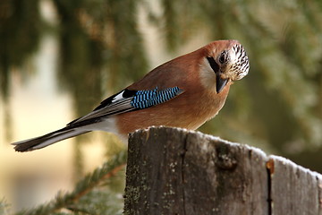 Image showing eurasian jay looking at seeds on stump