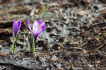 Image showing wild saffron growing in spring