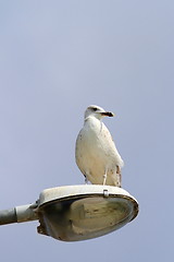 Image showing gull on light pole