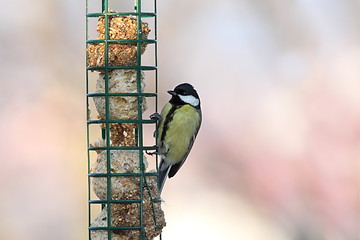 Image showing great tit on hung feeder