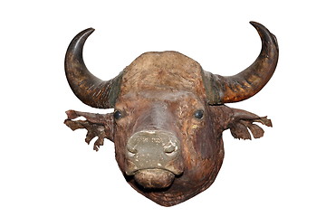 Image showing big bull head