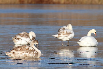 Image showing family of mute swans  on ice