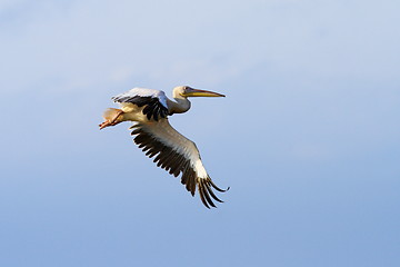 Image showing pelican with wings spread