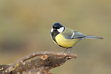 Image showing great tit over blurred background