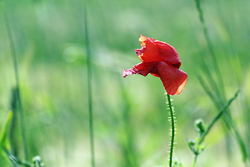 Image showing red poppy blown by the wind