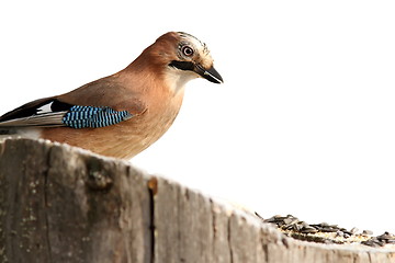 Image showing isolated eurasian jay at feeder