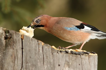 Image showing european jay grabbing a piece of bread