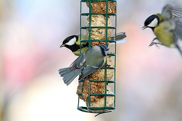 Image showing fight for food at lard feeder