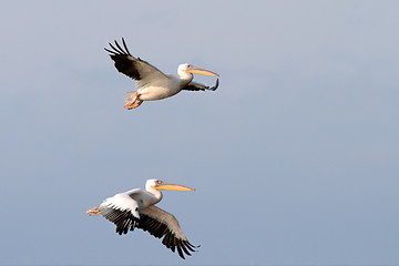 Image showing two great pelicans