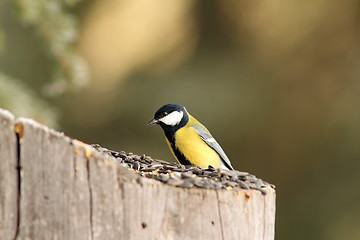 Image showing small bird at seed feeder