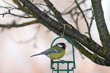 Image showing garden bird on fat feeder