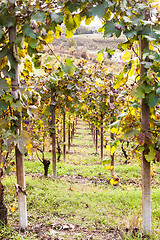 Image showing Italian Vineyard