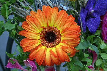 Image showing Gerber flower