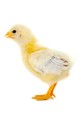 Image showing Chicken baby