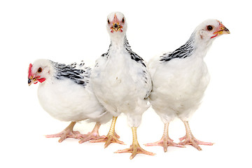 Image showing Group of chickens 