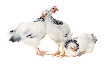 Image showing Poultry